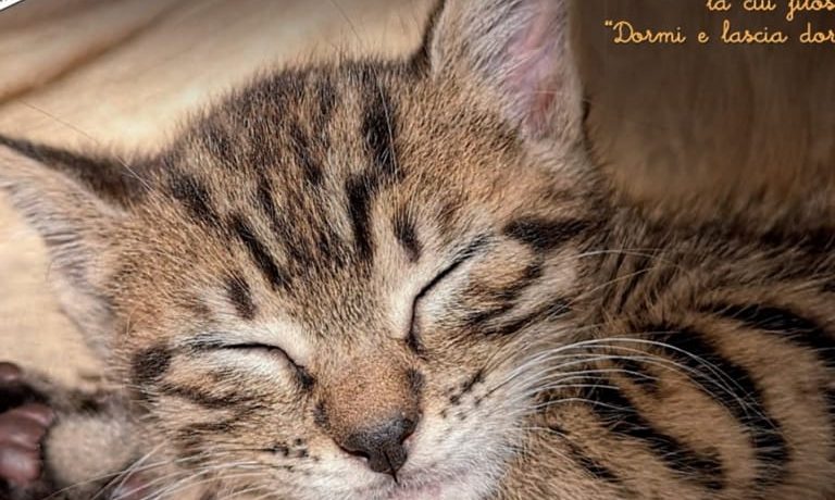 Calendario “Gatti con le Ali” 2021