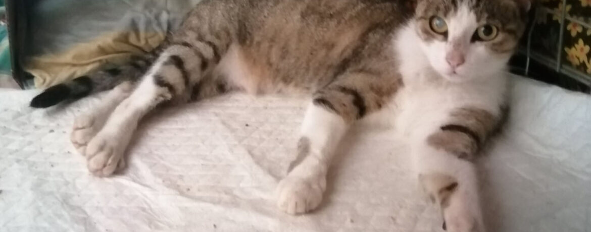 APPELLO URGENTE: qualcuno conosce questa gatta?