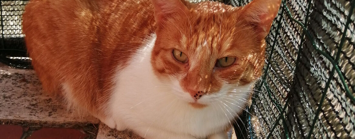 I gatti recuperati dalla Cascina di Sale cercano adozione!