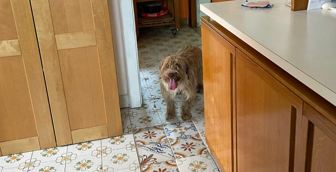 Ralph (preaffido)