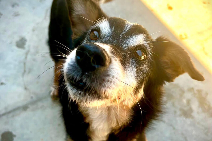 Nico