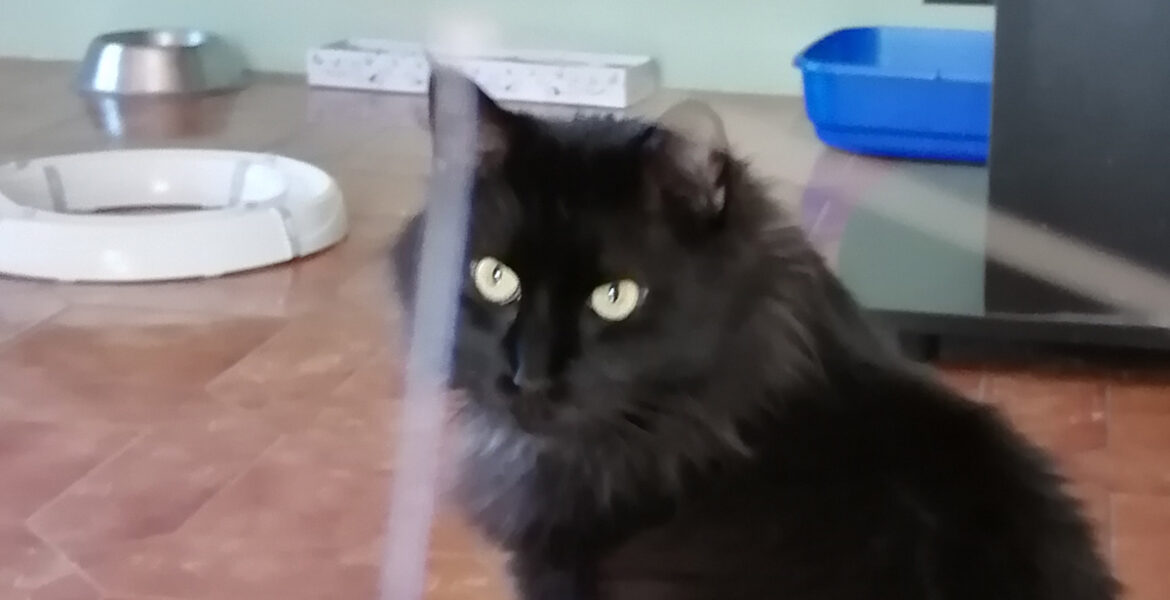 Giacomo