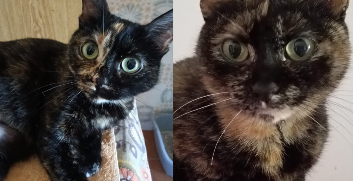 Iris e Minou
